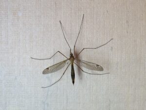 Crane Fly