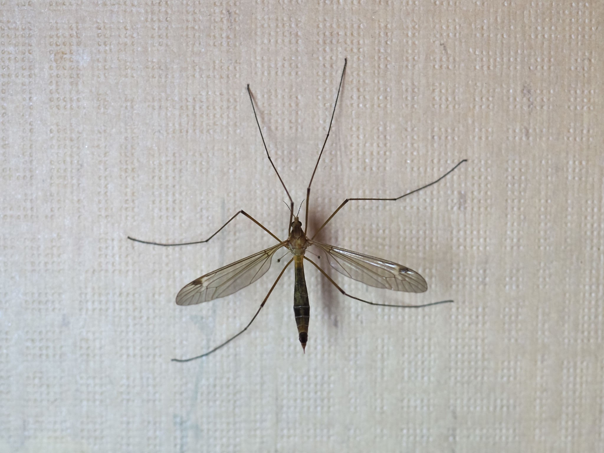 Crane Fly