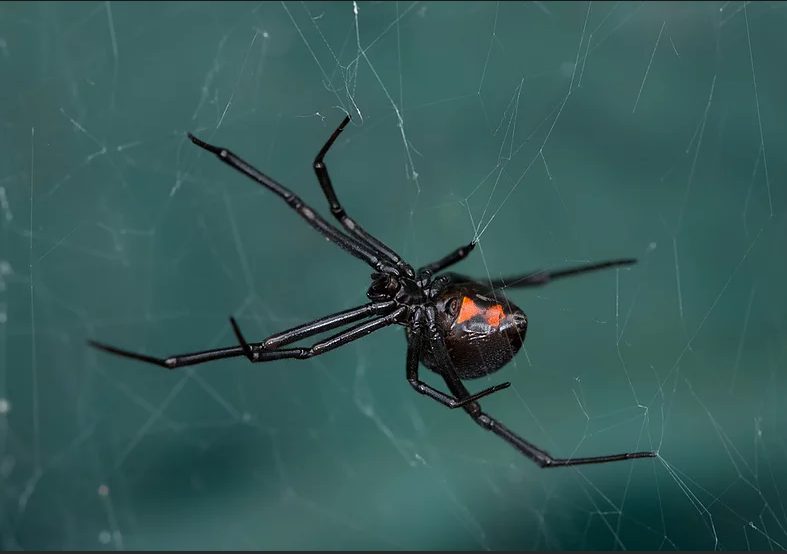 Spider Removal Service - Black Widow